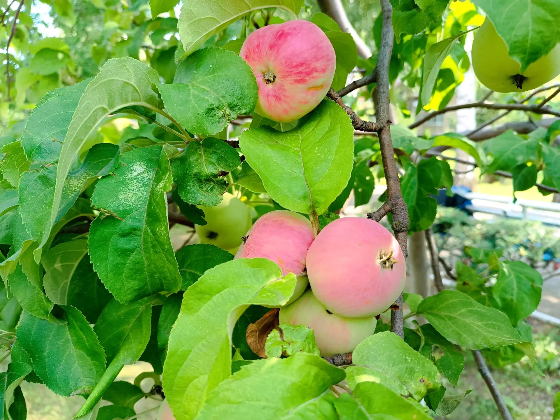 В Бузулукском доме милосердия "Оберег" в саду поспевают яблоки.🍎

Жители с удовольствием лакомятся 