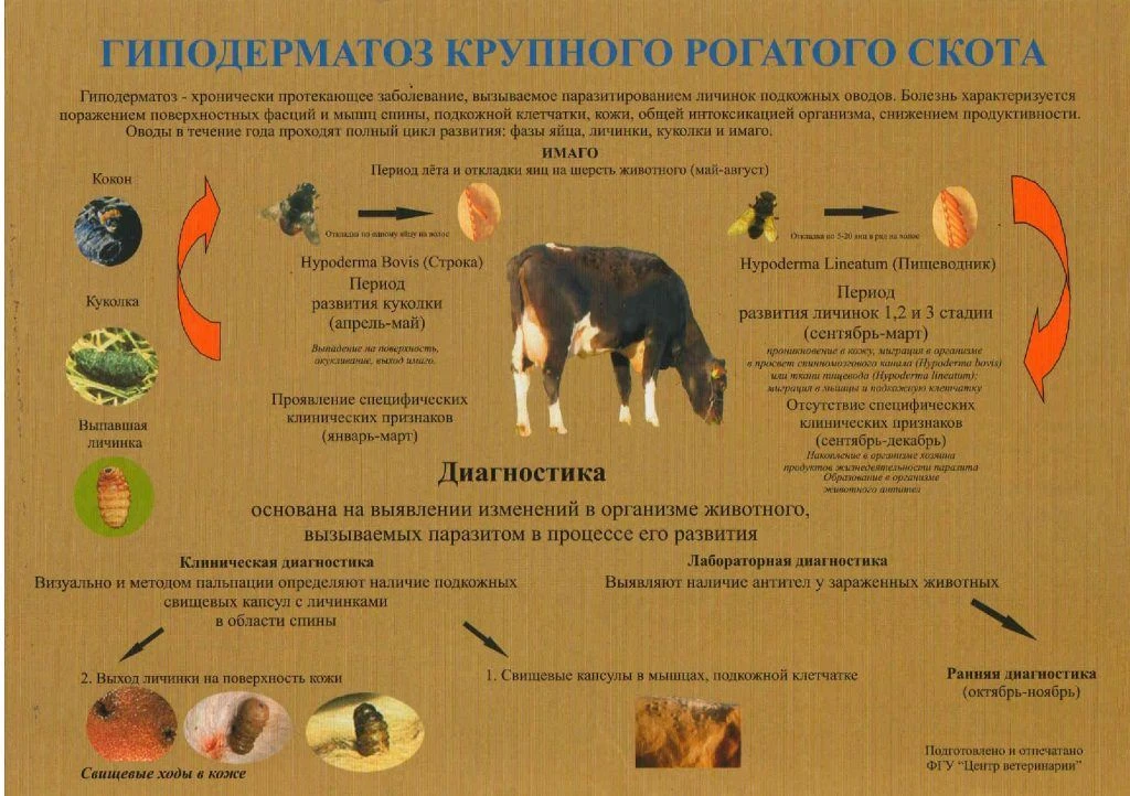 Гиподерматоз крупного рогатого скота (КРС) — это хроническое опасное заболевание, котор...