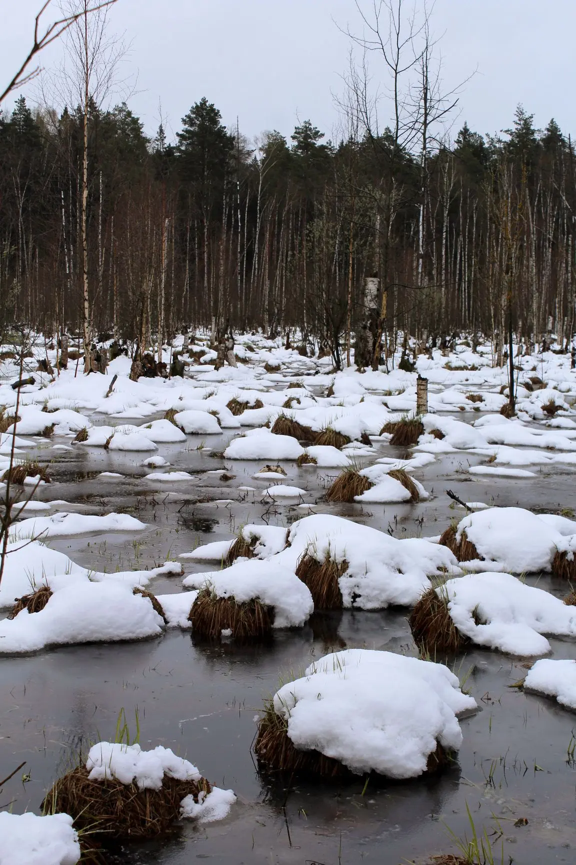 Лесные зарисовки, апрель. Давно меня не было, ушла в работу )