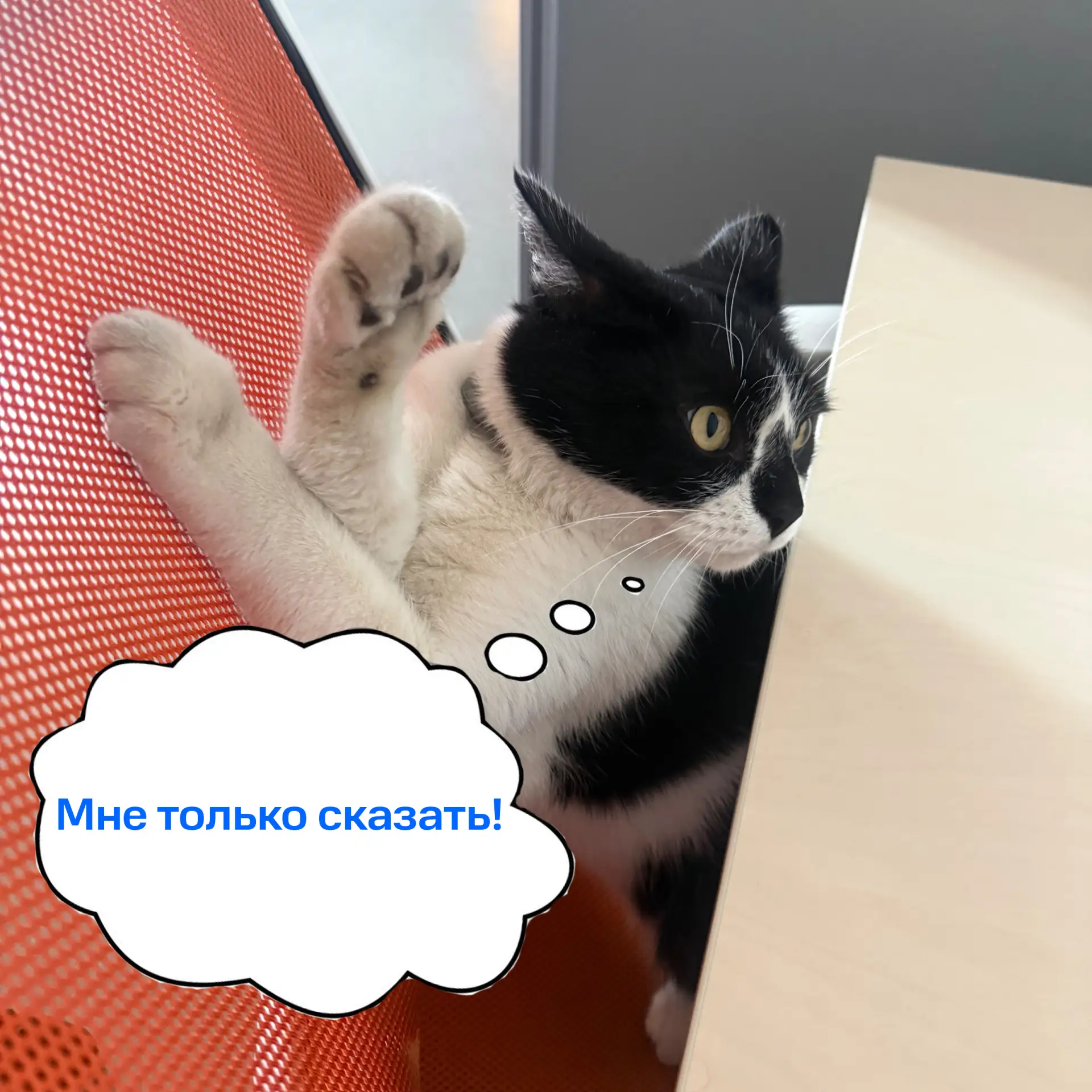 #Наш_кот_учёный Кузьма спешит напомнить: сегодня – сокращённый день.