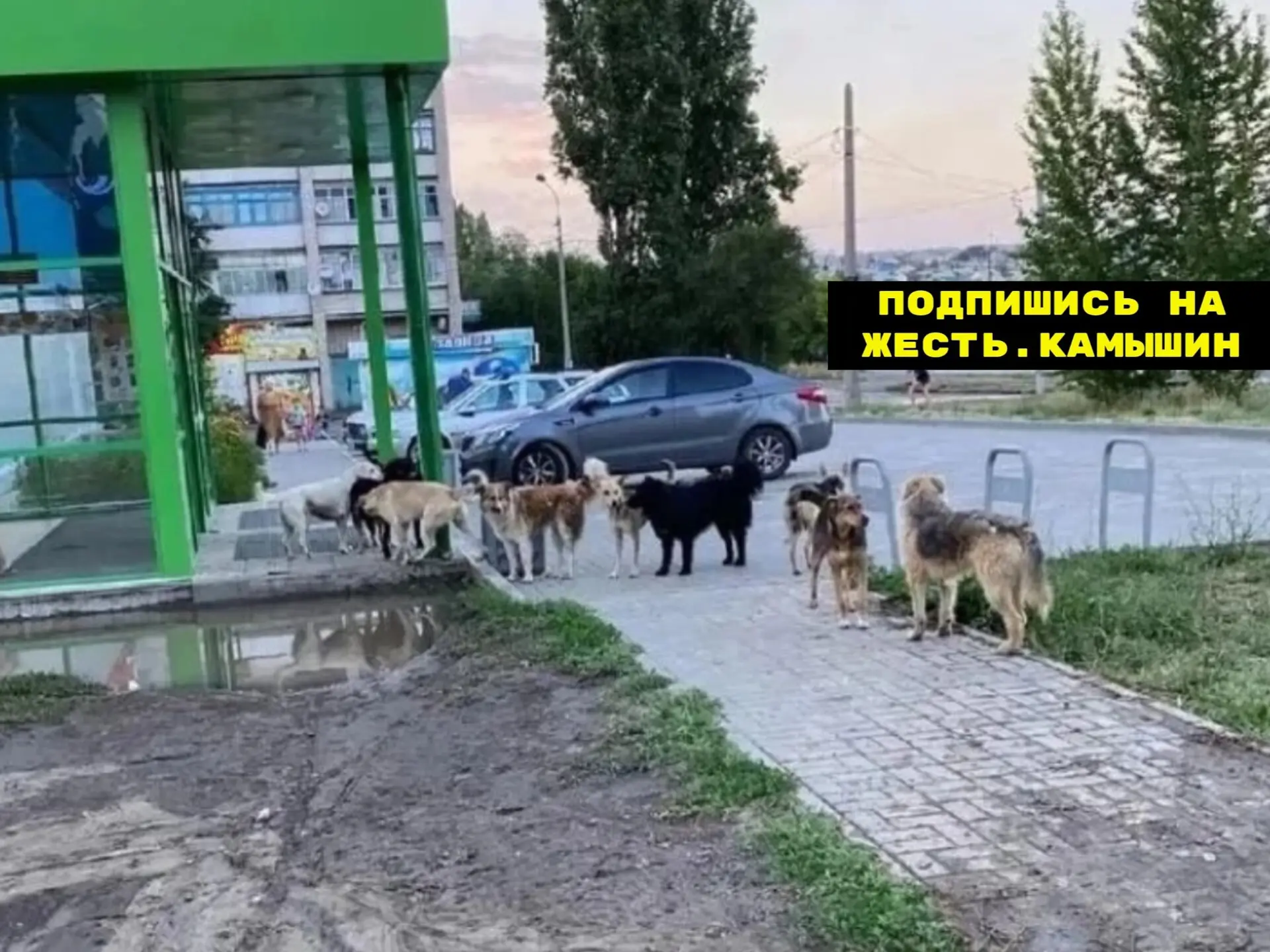 26000 за одну собаку⚡
