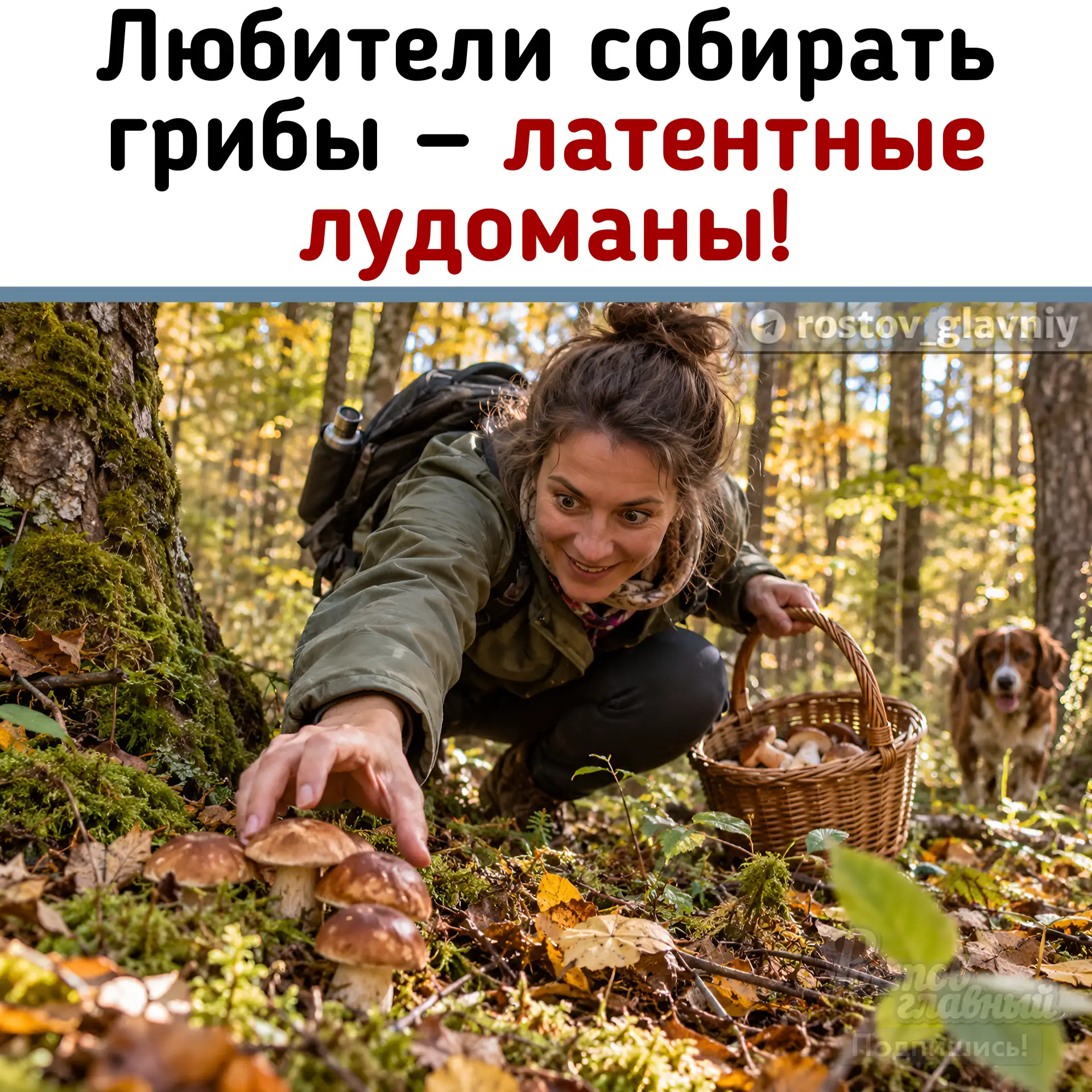 🍄‍🟫 Грибники — латентные лудоманы!