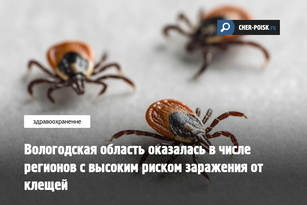 Вологодская область вошла в число регионов России, где сохраняется повышенный риск заражения клещевы