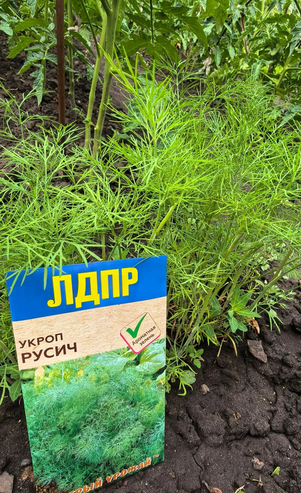 🌱 Помните, как весной мы делились семенами в рамках «Грядки ЛДПР»? Пришло время первых...