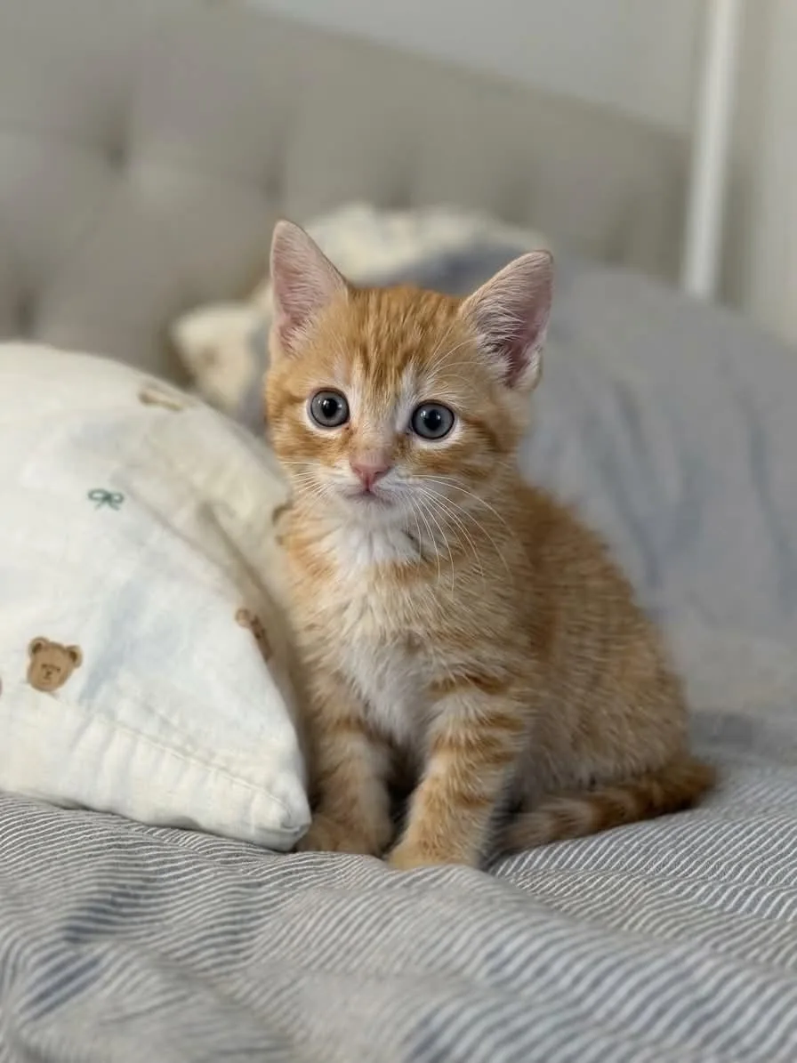 Котенок в добрые руки!