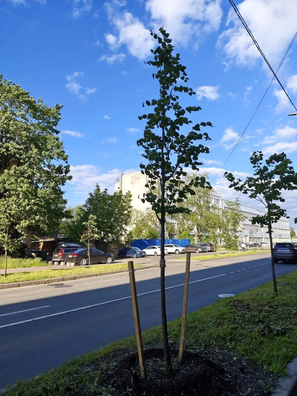 🌳 Свежевысаженные деревья появились на Возрождения