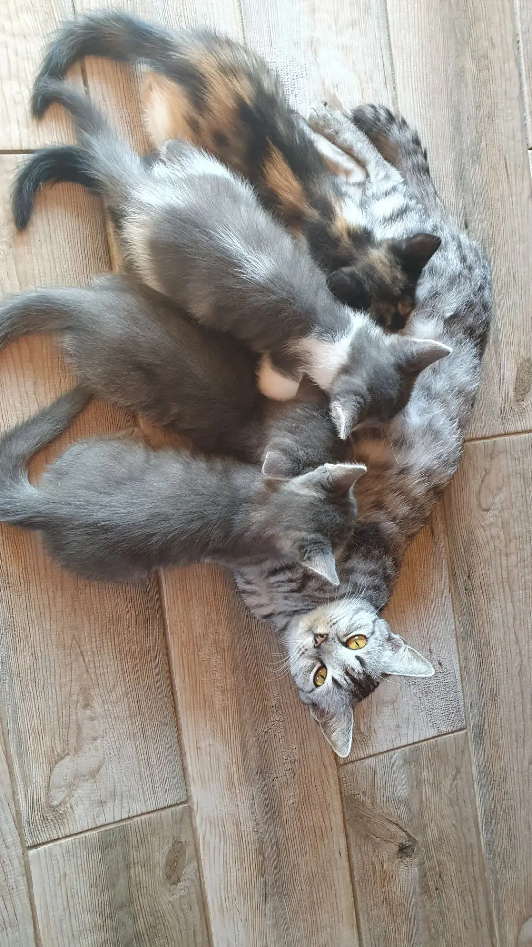 📂 Категория: 🎁 Отдам даром