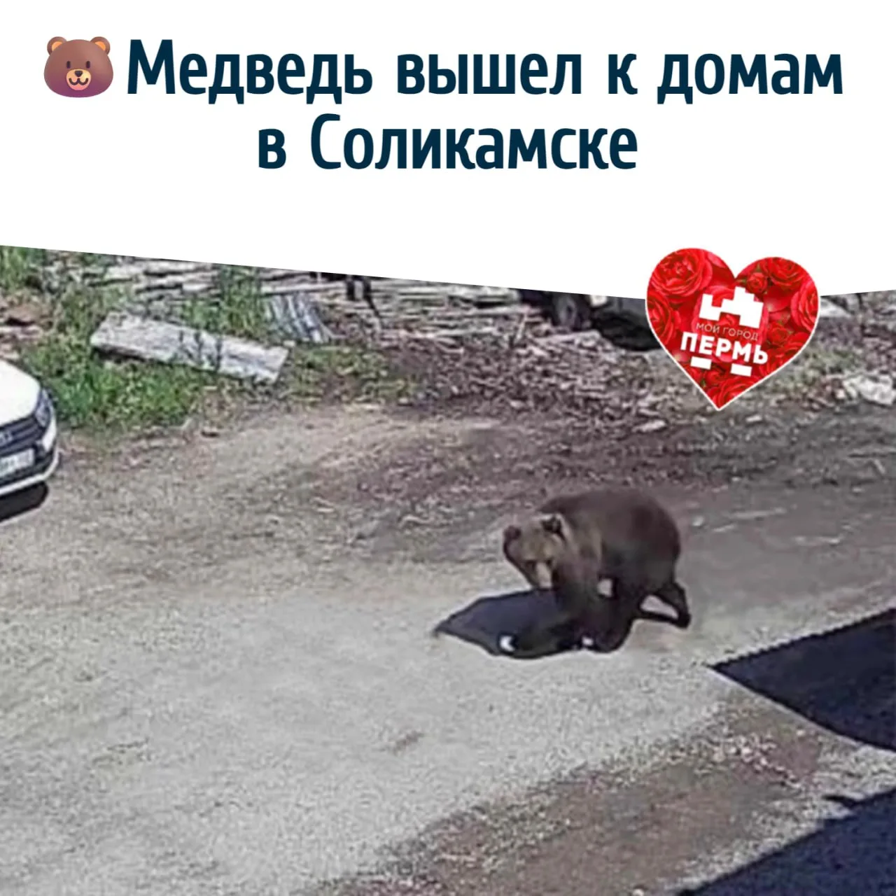 🐻 Медведь вышел к домам в Соликамске