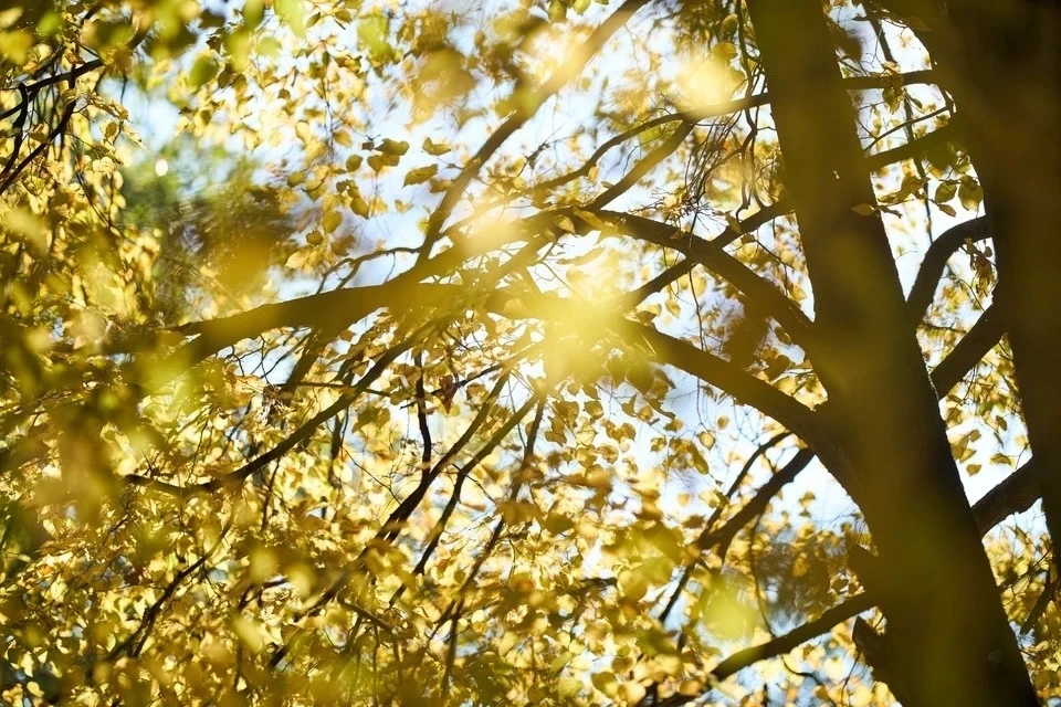 Доброе осеннее утро ☀️🍂