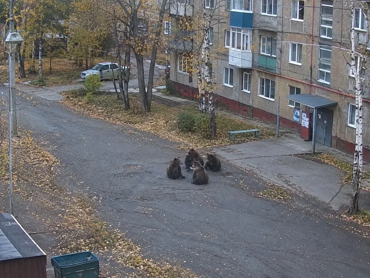 Жительницу Забайкалья оштрафовали за публикацию с медведями на 30000 рублей.