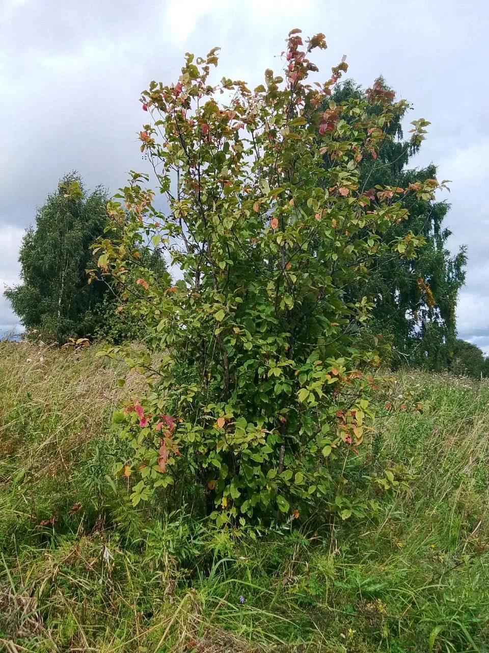 Осень начинает потихоньку вносить свои краски🍂🍁🍁🍁