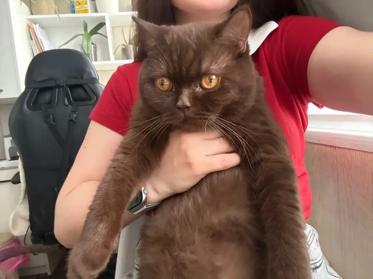 Пропал котенок еще нет года , очень боится улици , домашний ,  на улице Чайковского , д...