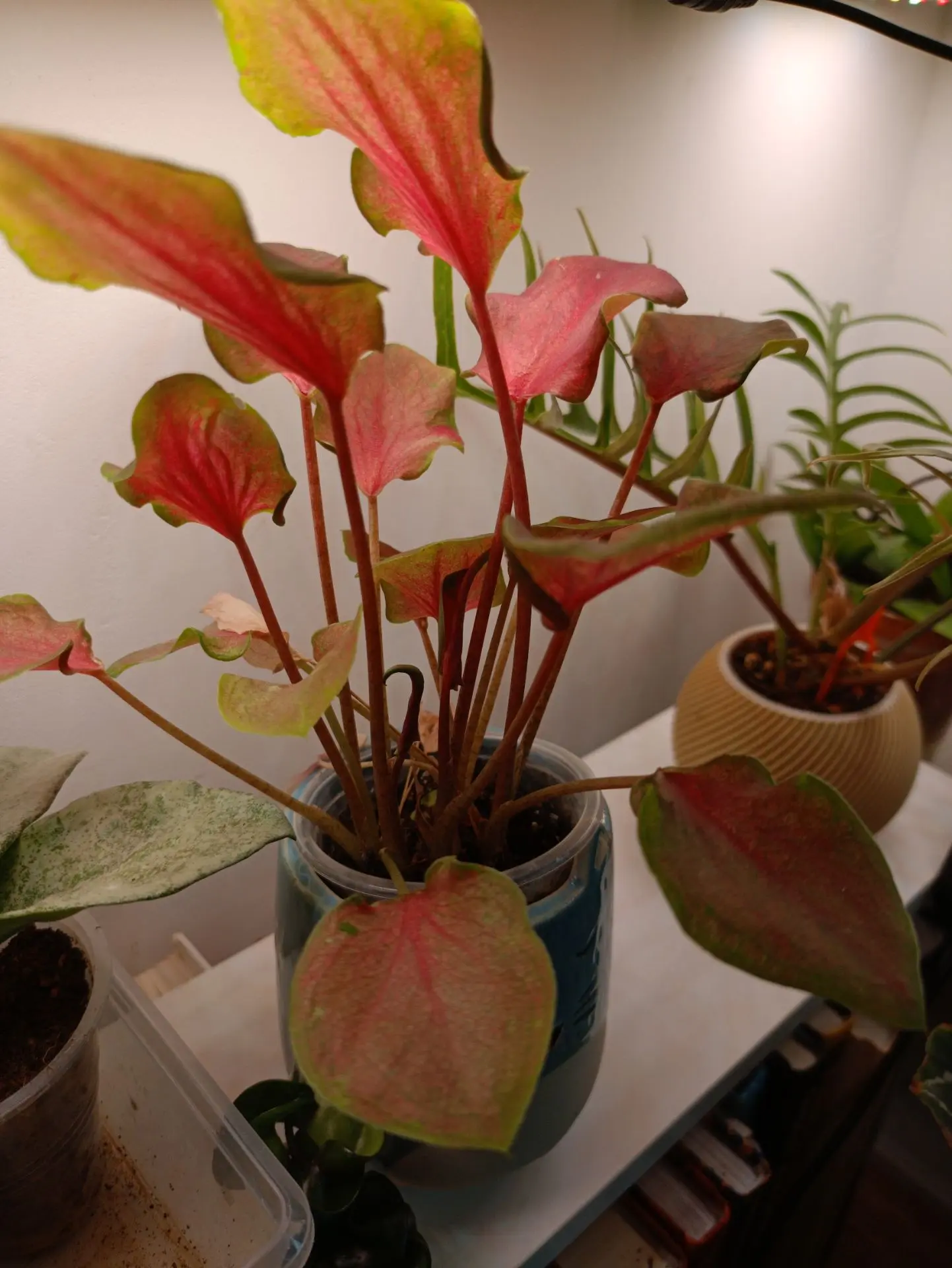 💚Самое красивое на самое видное место🌿