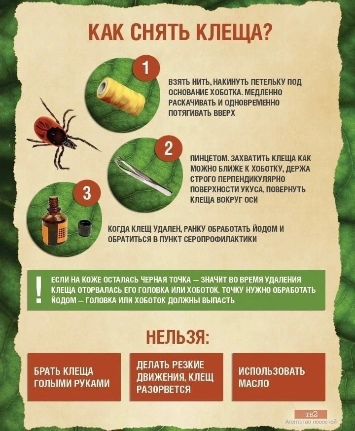 ОСТОРОЖНО!‼️КЛЕЩИ‼️