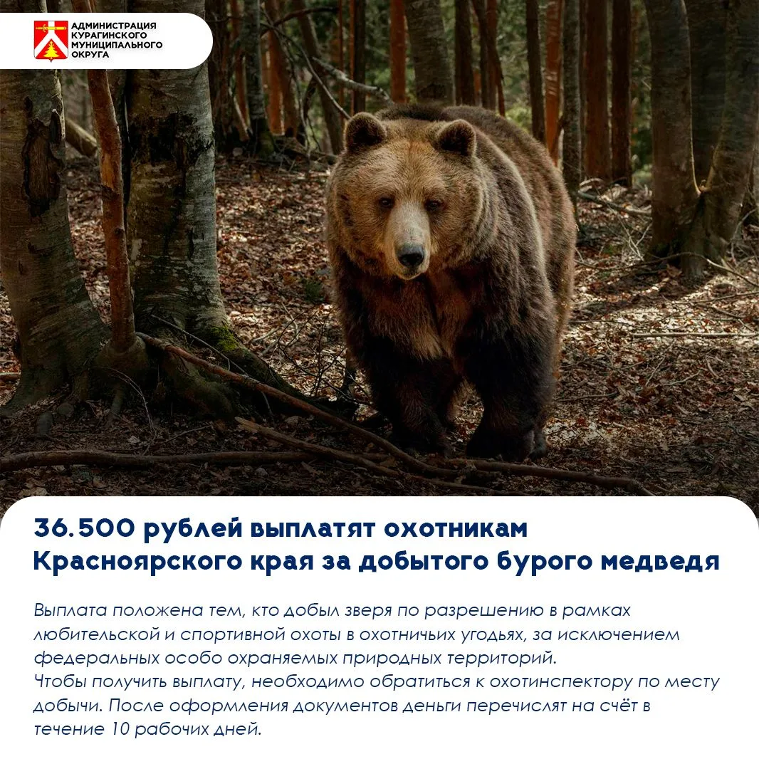 🐻 В Красноярском крае установлена выплата за добычу бурого медведя