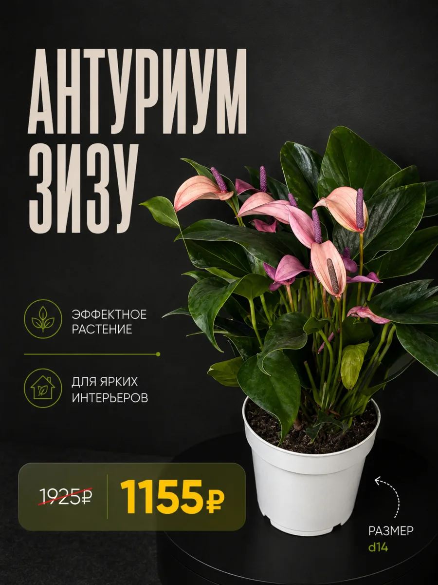 ⏳ Времени всё меньше!

Наша масштабная акция −40% на все комнатные растения скоро завершится (до 1
