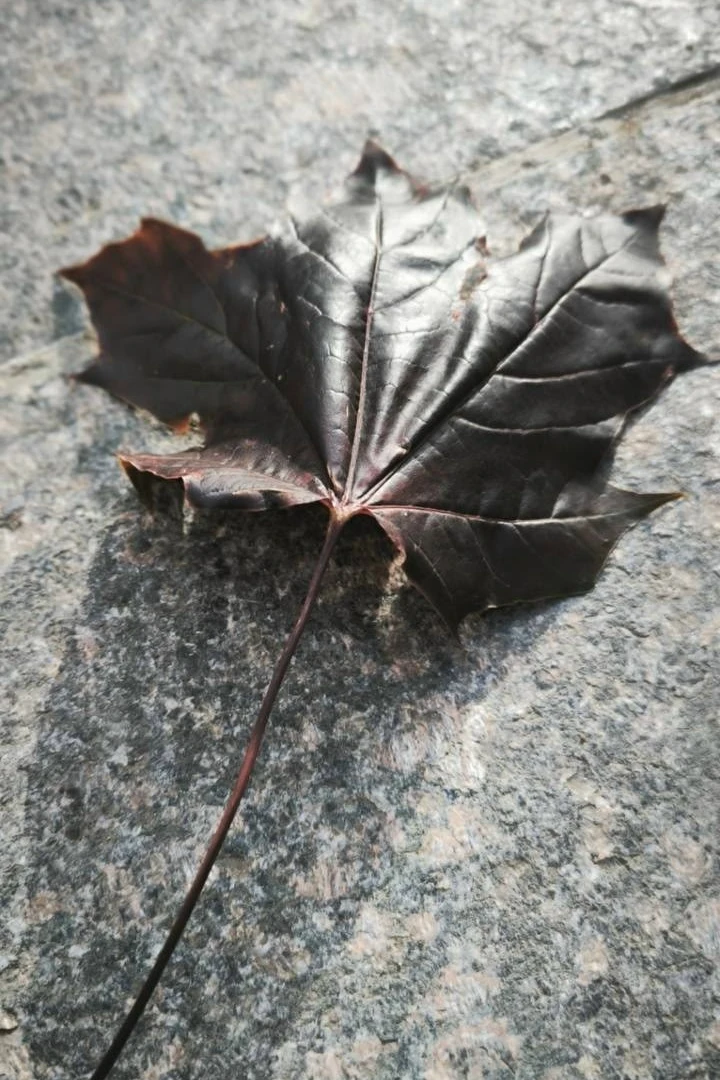 Октябрьские мгновения с набережной Трибуца от нашего подписчика 🍂