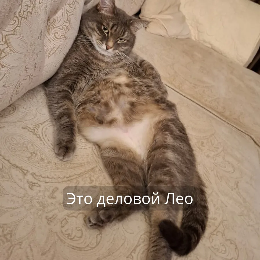 Осторожно, уровень милоты зашкаливает! 🐾