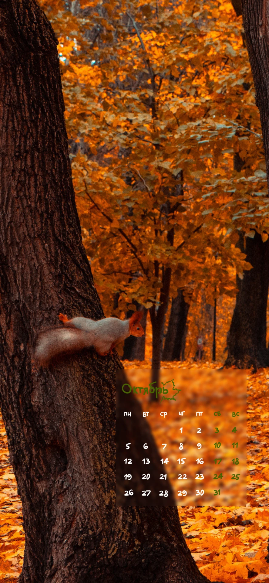 🍁 Осень на каждом экране