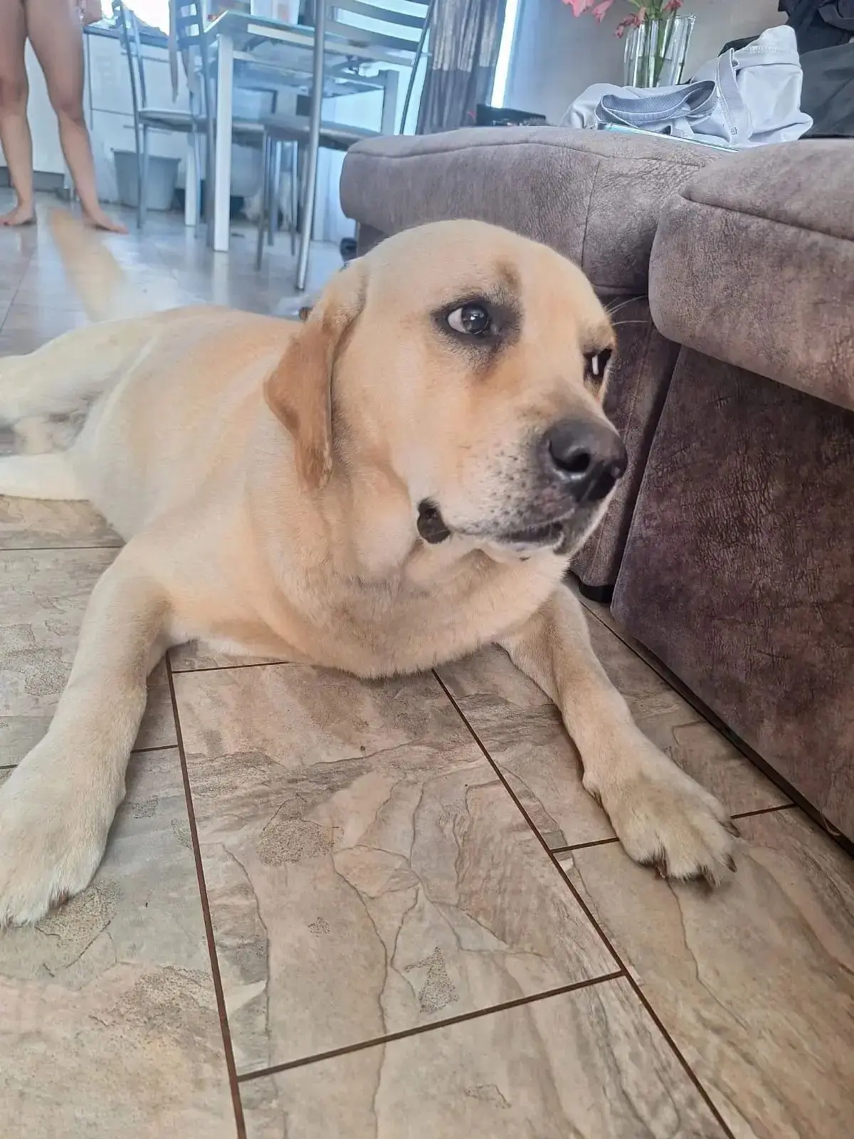 ❗️Найден пёс🐶❗
