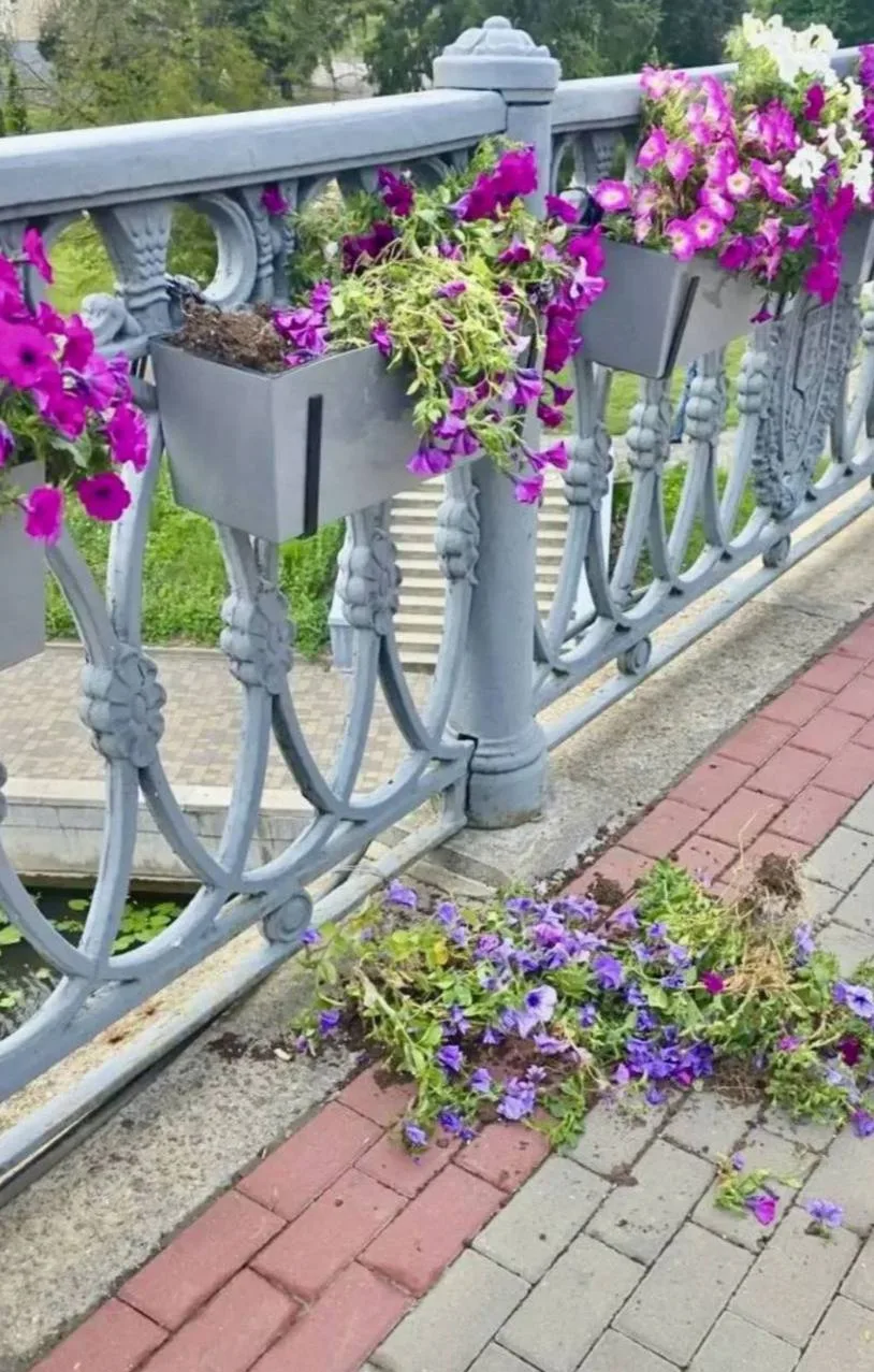 🌺 На Ленинском мосту снова разгромили цветочные кашпо