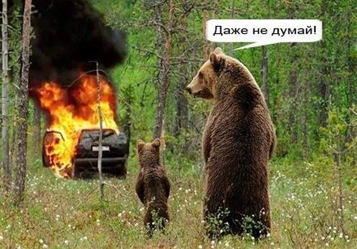 В Ростовской области до 24 сентября запрещено посещать леса и заезжать туда на машинах ...