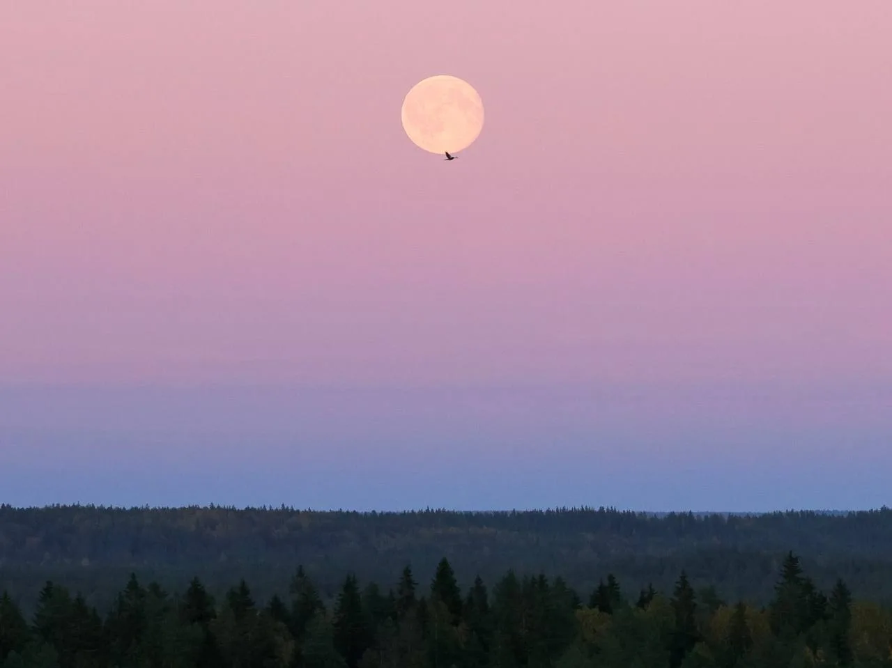 🌙 Доброй ночи, Петербург!