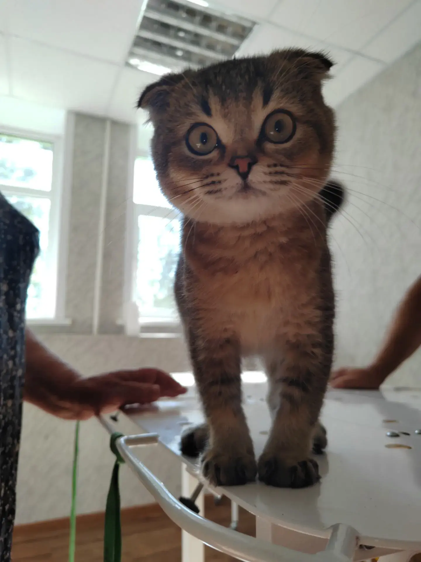 🐱 Рахит у котёнка: как заметить и что делать