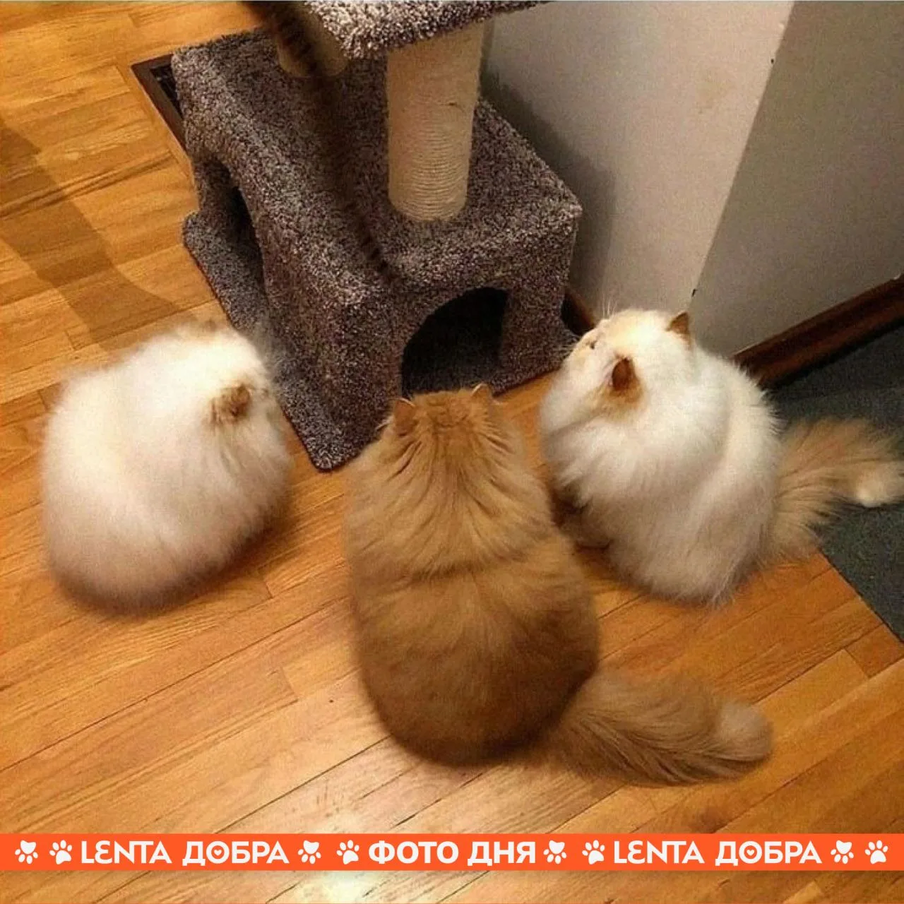 🏡 Фото дня: Собрание жильцов котодома

🐾 Подпишись на Ленту добра