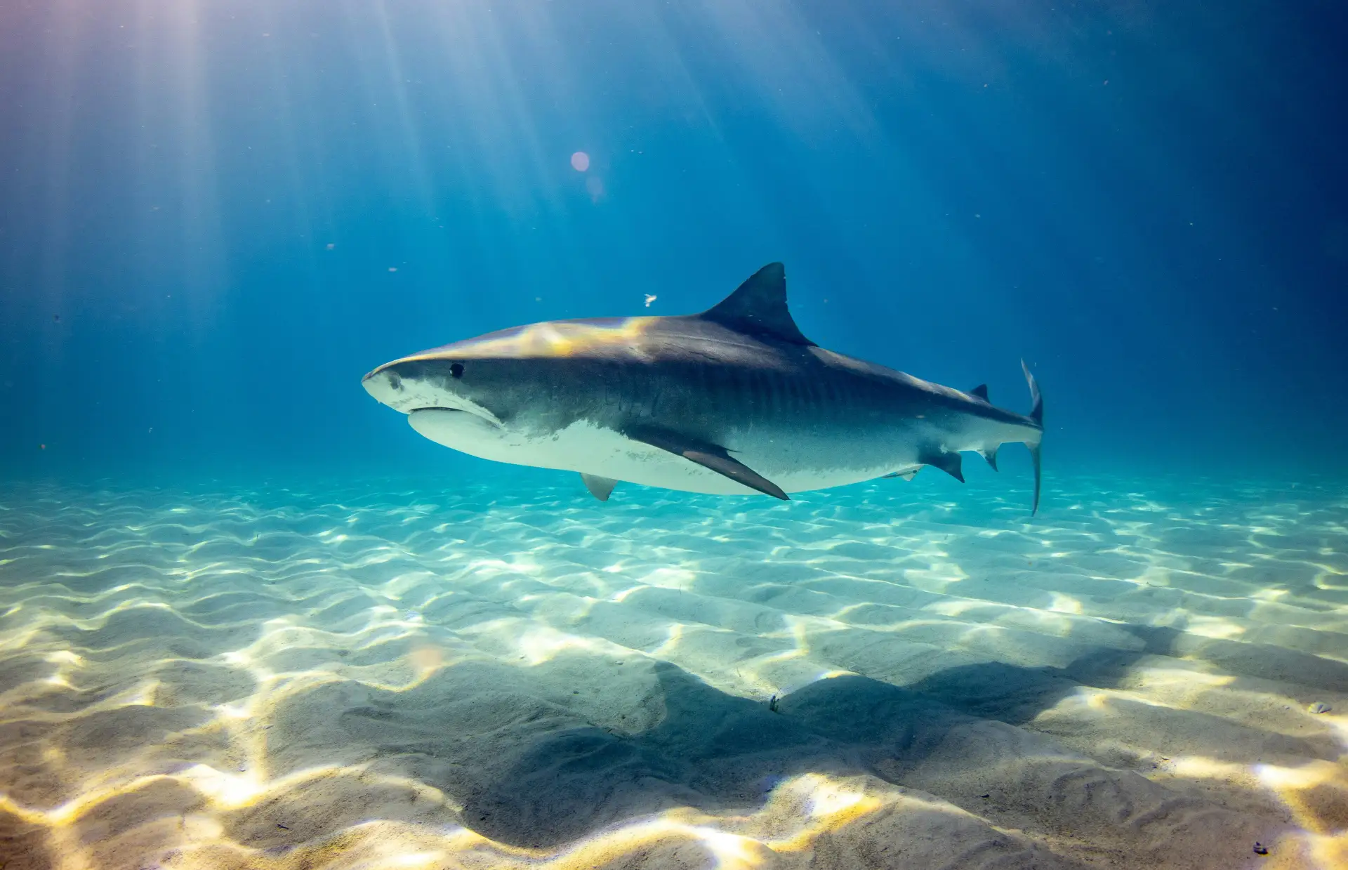 🦈 Акула у берега напугала туристов в Шарм-эль-Шейхе