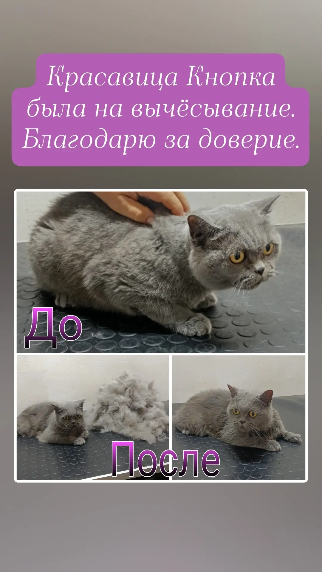 Кошечка красавица и кот красавчик 🤗🤗🤗 хорошее настроение и терпение это главное в мо...