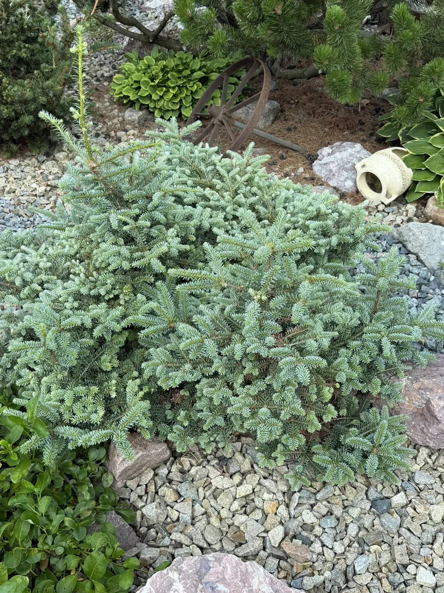Abies koreana 'Blue Emperor'