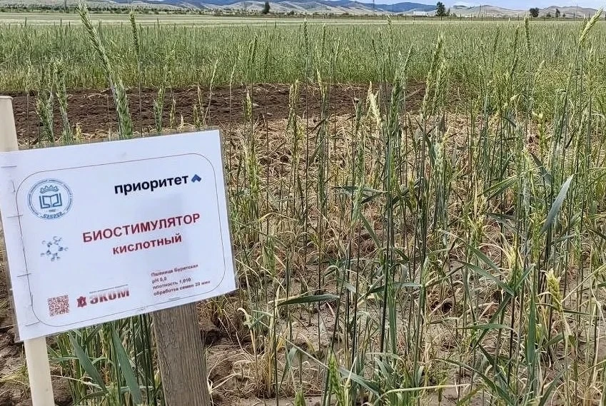 🌾 Биостимулятор ученых ВСГУТУ повышает урожайность пшеницы на 40% в условиях засухи  На тестовом пол