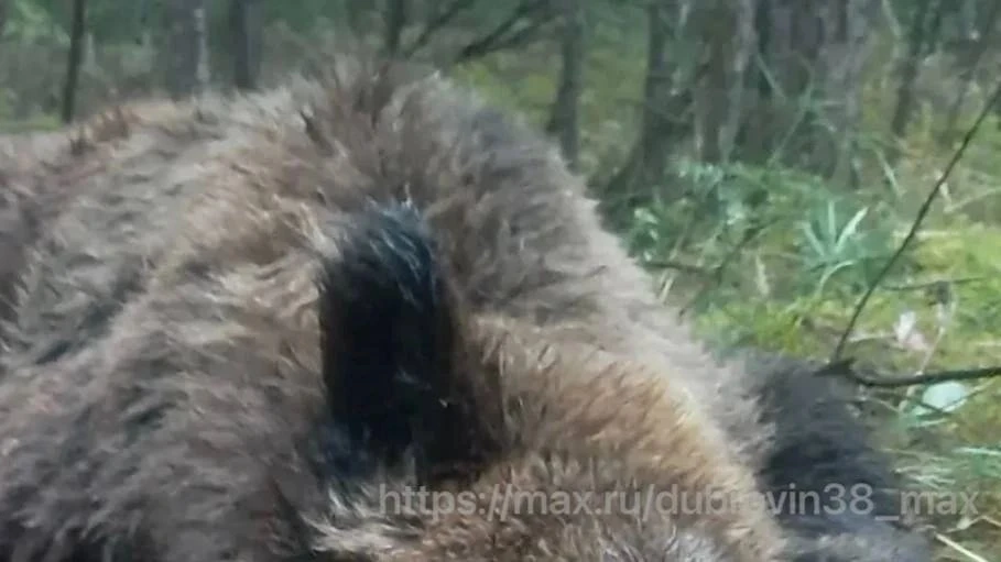Два дня - два медведя 🐻