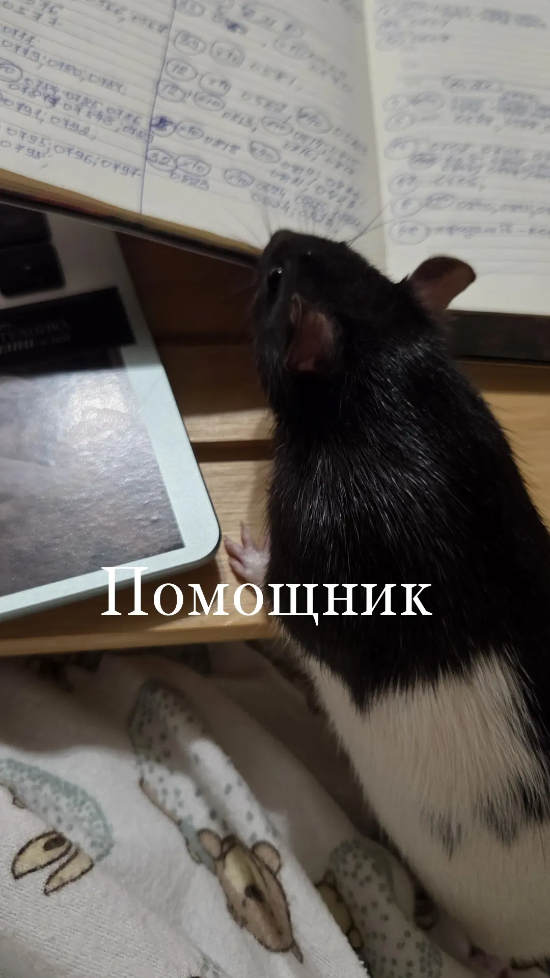 Кто-то очень любит гистологию🤍