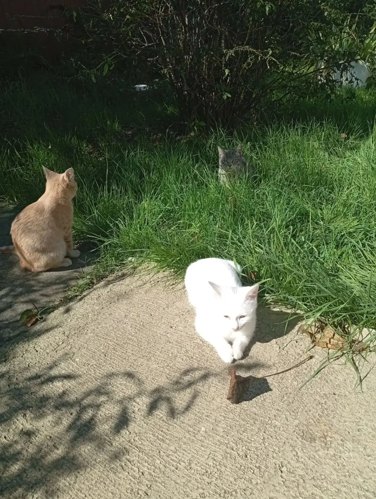 Отдам котят в добрые руки, возраст 5 месяцев.