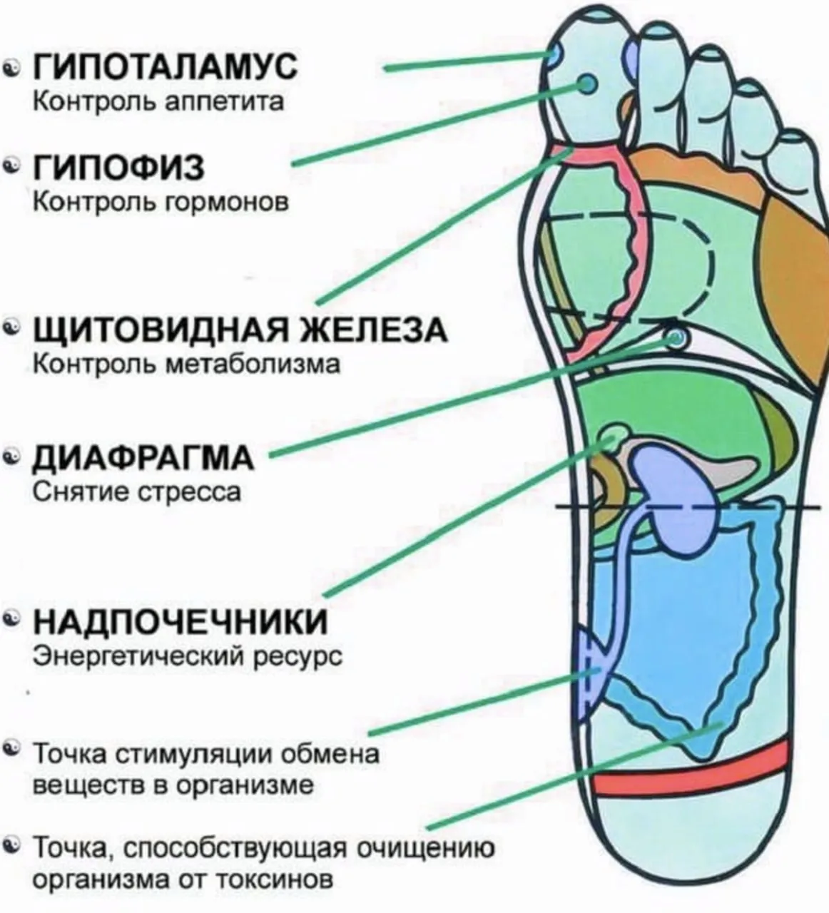 7 активных точек на стопе - это и правда работает!