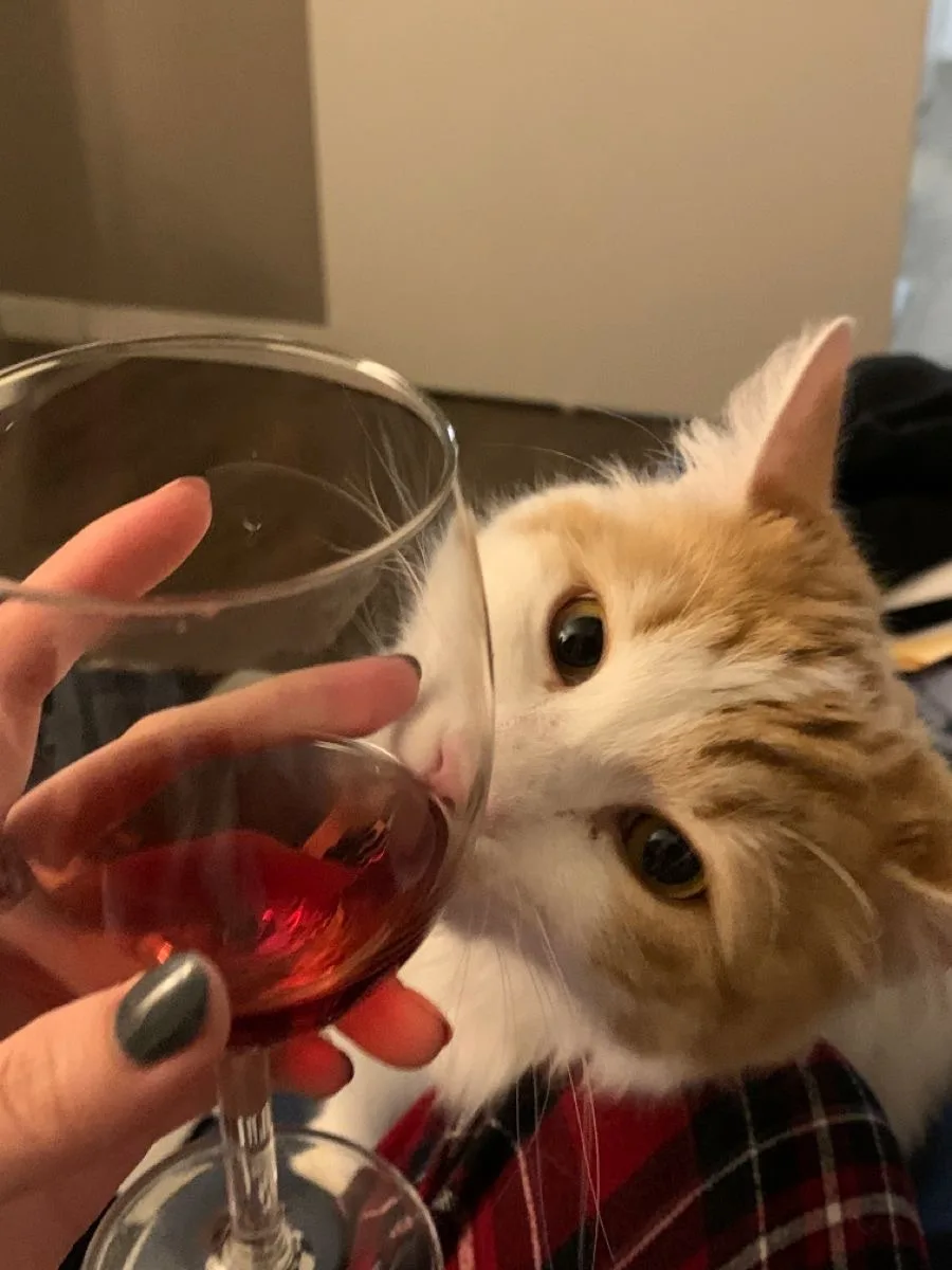 🍷 Международный день вина «Каберне Совиньон» отмечается сегодня