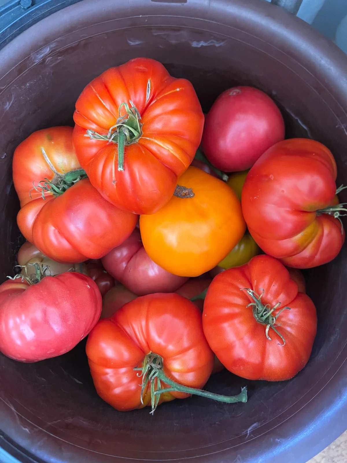 🍅 У Лоры в Новосибирске поспел собственный урожай томатов! Выращены в экологической зо...