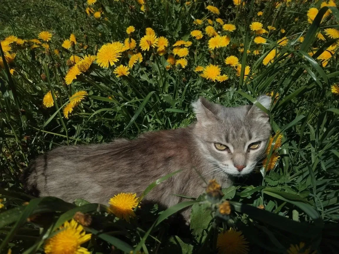 🐈 Кошечка Сара в поисках дома, примерный возраст около 1 года