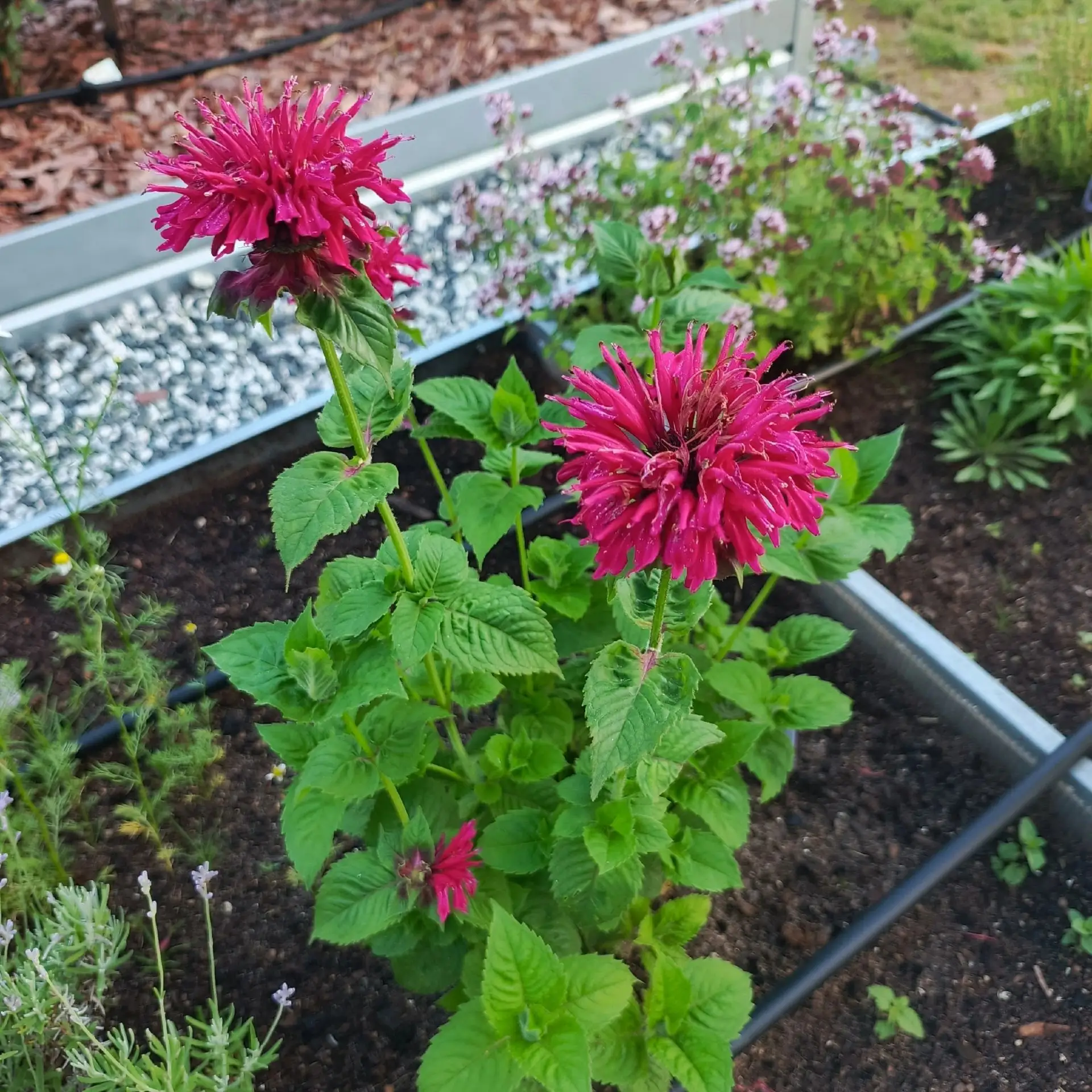 МОНАРДА🌸