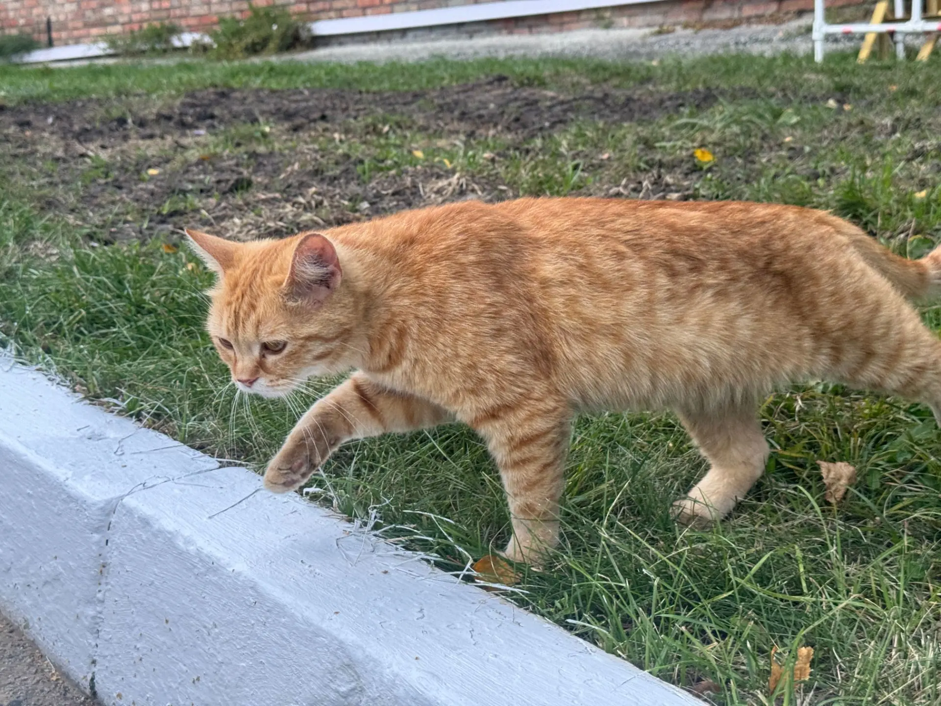 🐈 Мало кто знает, что готовность университета к новому учебному году проверяют не толь...