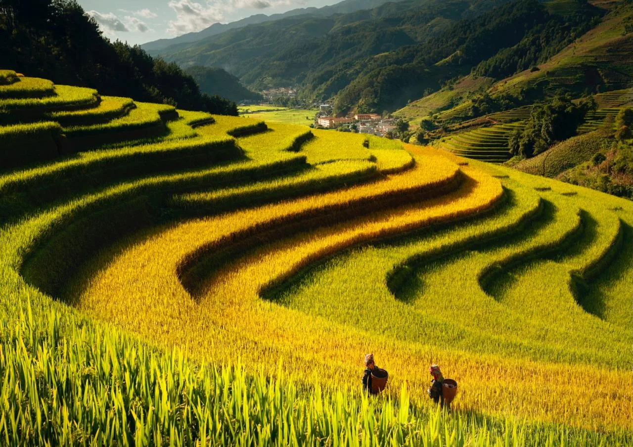 Рисовые террасы Му Канг Чай, Вьетнам 🇻🇳  🔹 Му Канг Чай - удивительной красоты рисовые террасы во вье