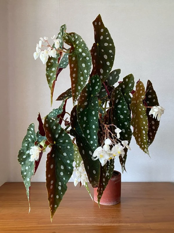 Бегония макулата 🌿