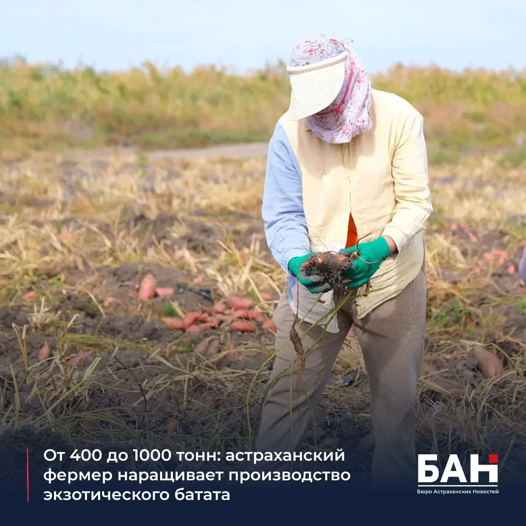 🍠 Астраханская земля оказалась идеальной для сладкого картофеля! В селе Яманцуг Привол...