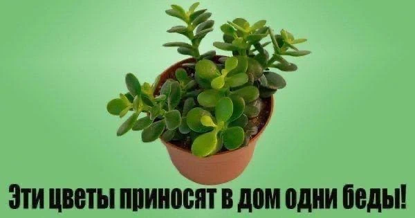 Изображение 1 к публикации «РЕЦЕПТЫ КАК У МАМЫ»