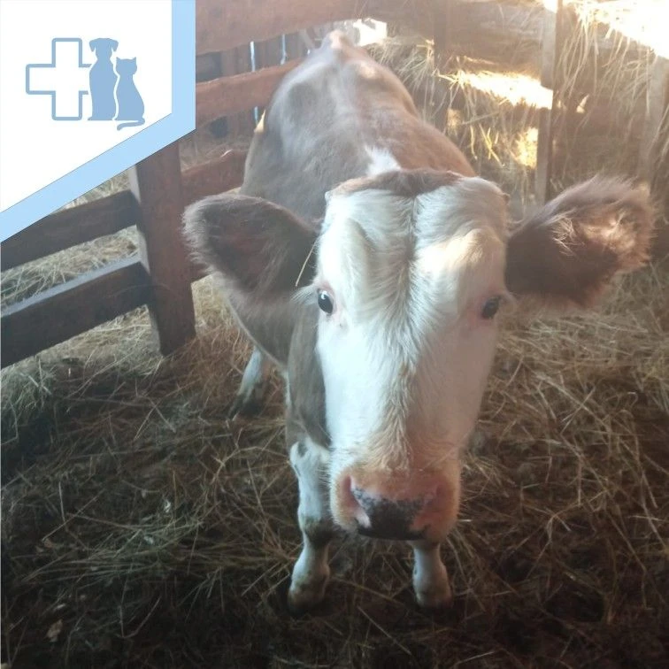 🐄 Отравление КРС.