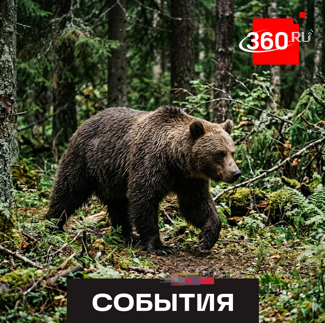 Людей оградят от медведей. В Госдуме предложили обязать устанавливать медведезащитные к...