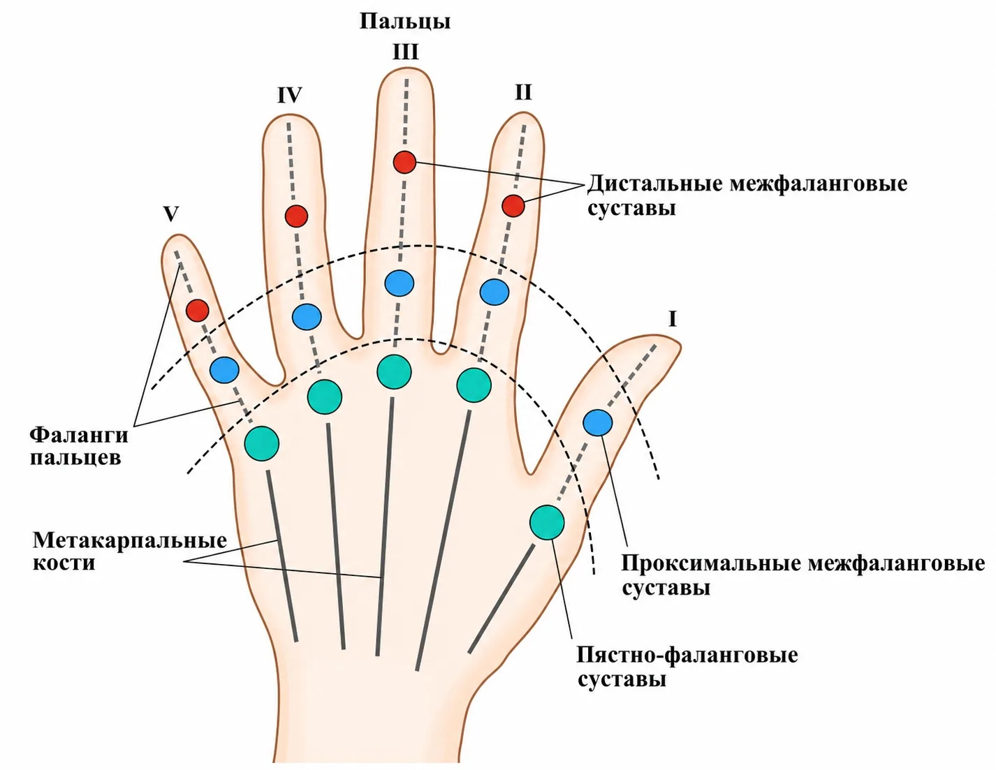 ГИМНАСТИКА ДЛЯ СНЯТИЯ УТОМЛЕНИЯ РУК

Массаж – процедура, исполняемая руками, и ее успех во многом за