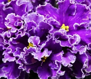 🌸 Фиалка Dn-Парижские Тайны — сине-сиреневая звезда с белой окантовкой.